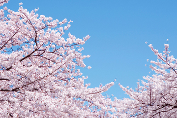 桜の木